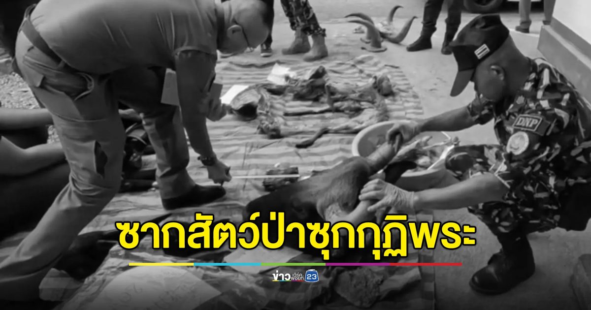 บุกค้นกุฏิพระพบซากสัตว์ป่าฯ เพียบ เจ้าอาวาสปัดไม่รู้ของใคร
