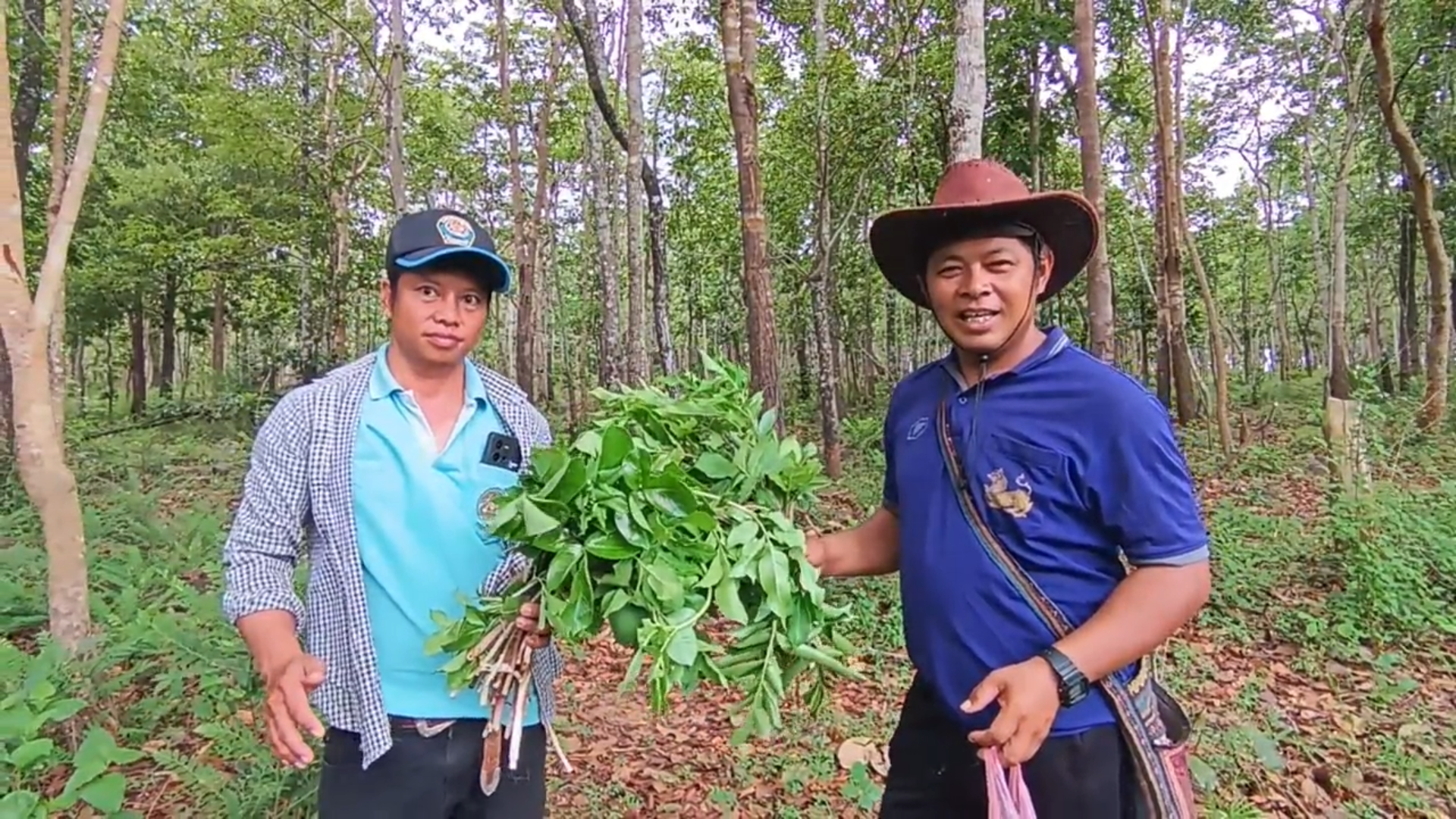 รู้จัก"กระบุก"หนึ่งปีมีให้กินครั้งเดียว