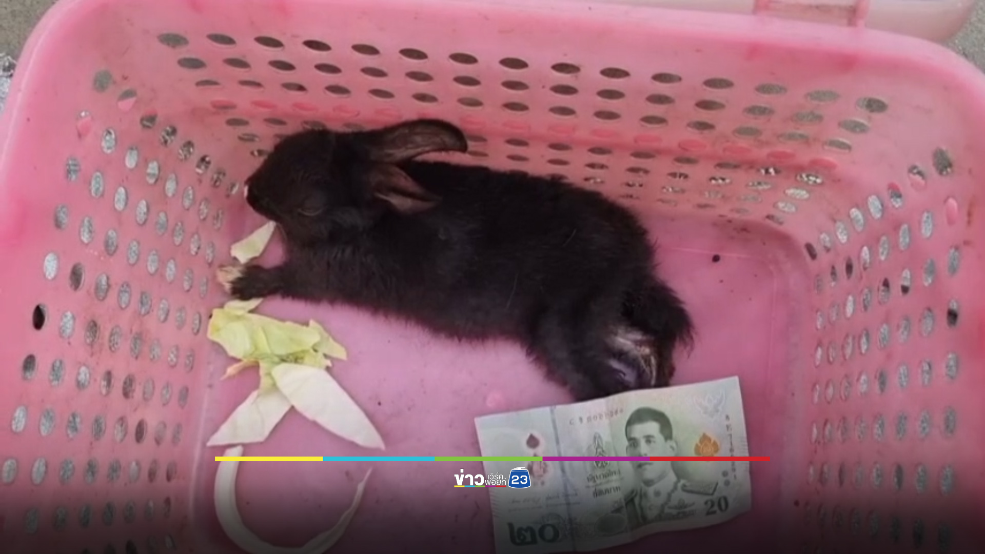 เข้าข่ายทารุณสัตว์ไหม? สาวหอบลูกแมว-กระต่าย นั่งขอเงินข้างถนน