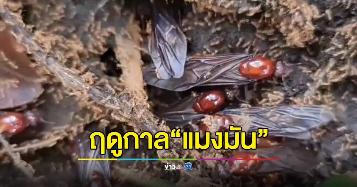 จับ"แมงมัน"ขายได้ราคาดี แพงสุดกก.ละ 3 พัน