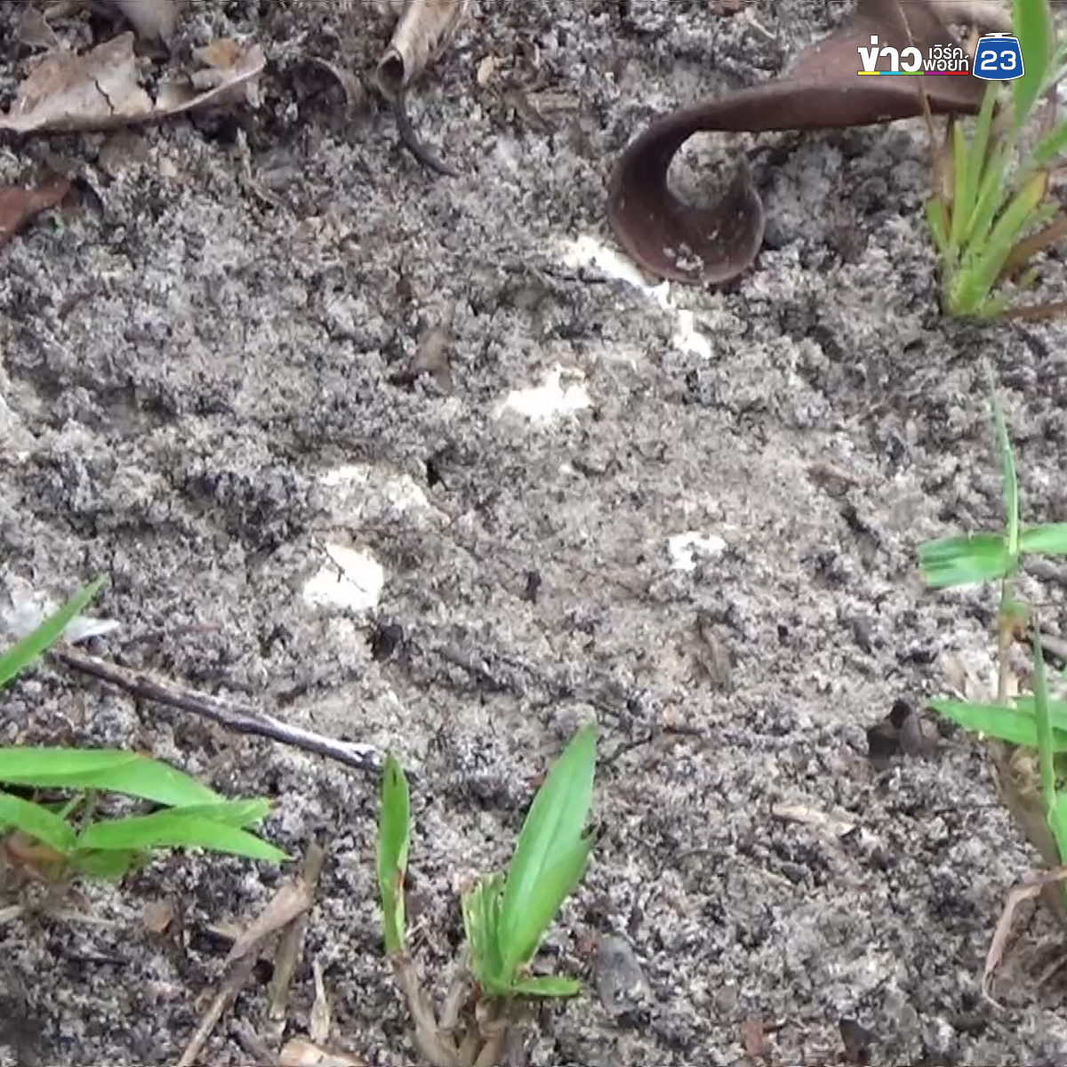 "เห็ดไข่ทราย"เห็ดประจำถิ่นแหลมสน ทำอาหารได้หลากเมนู
