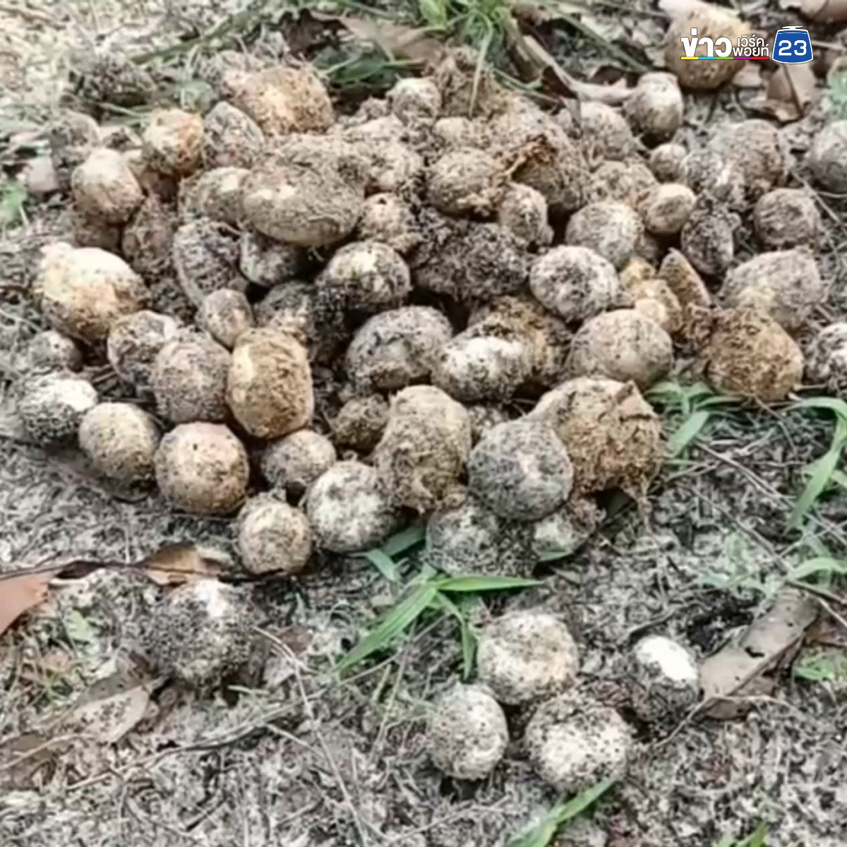"เห็ดไข่ทราย"เห็ดประจำถิ่นแหลมสน ทำอาหารได้หลากเมนู