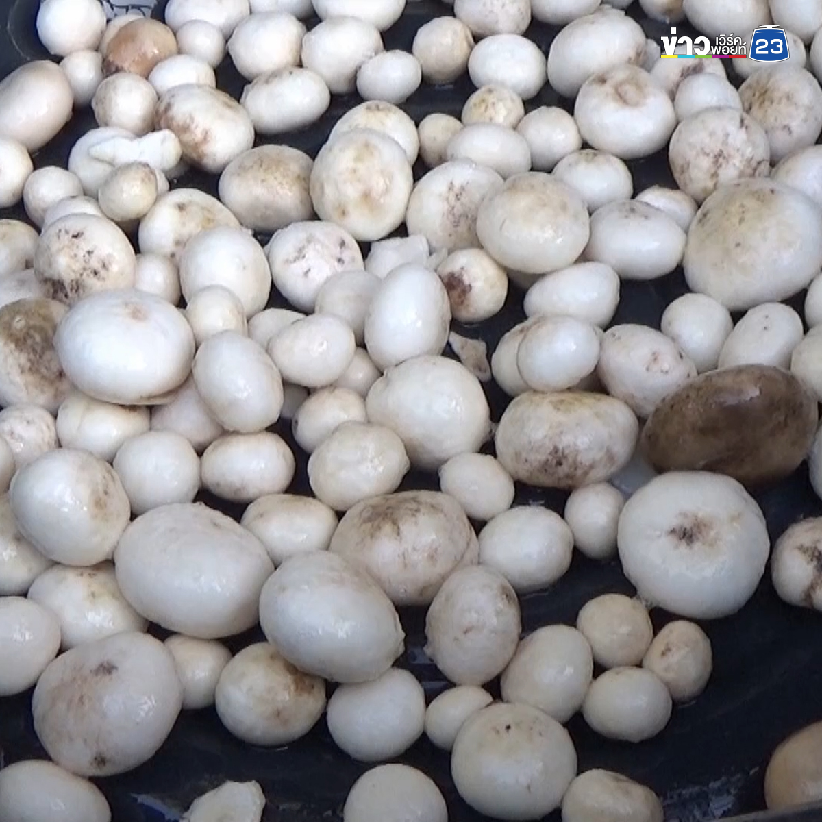 "เห็ดไข่ทราย"เห็ดประจำถิ่นแหลมสน ทำอาหารได้หลากเมนู