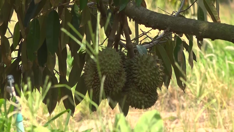ครูเกษียณโค่นต้นยางพาราทิ้ง ปลูกทุเรียนหมอนทองแห่งแรกพื้นที่ “ภูโน” เขตพื้นที่การดูแลของกลุ่มคอมมิวนิสต์ ได้ผลผลิตดี ไม่พอส่งขาย