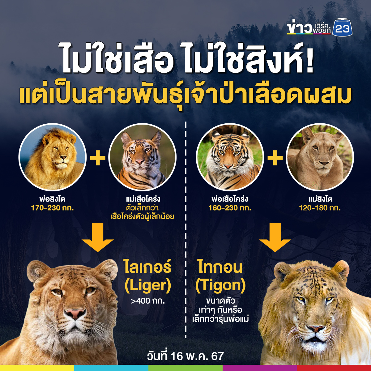 ไม่ใช่ทั้งเสือทั้งสิงห์ ที่จริงคือ “ไลเกอร์-ไทกอน” ลูกผสมเจ้าป่า