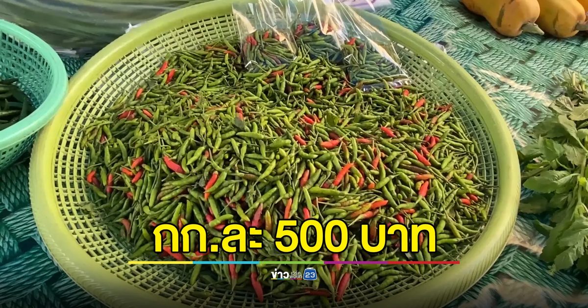 "พริกขี้หนูสวน"ราคาแพงทะลุ กก.ละ 500 บาท