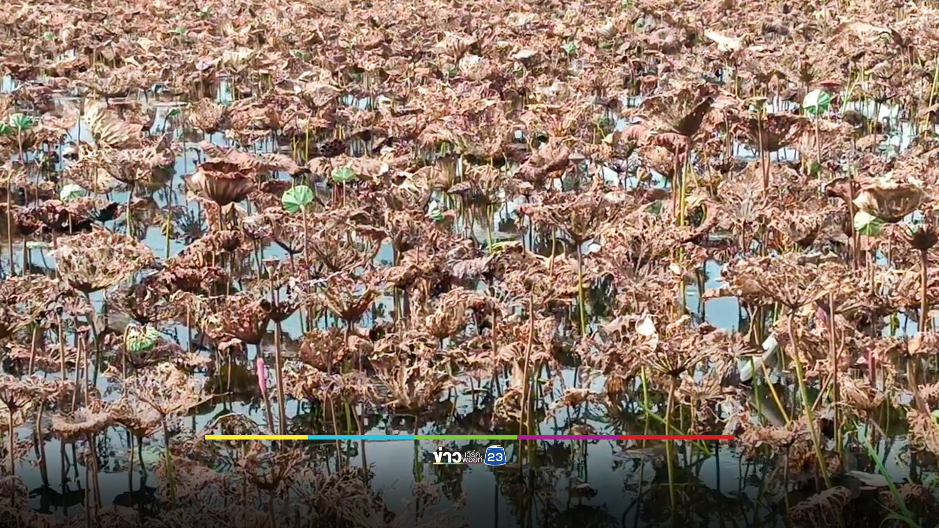 สุดอึ้ง! หนอนบุ้งบุกกินบัวหลวงบึงพระเมืองย่าโม รวดเดียว 150 ไร่