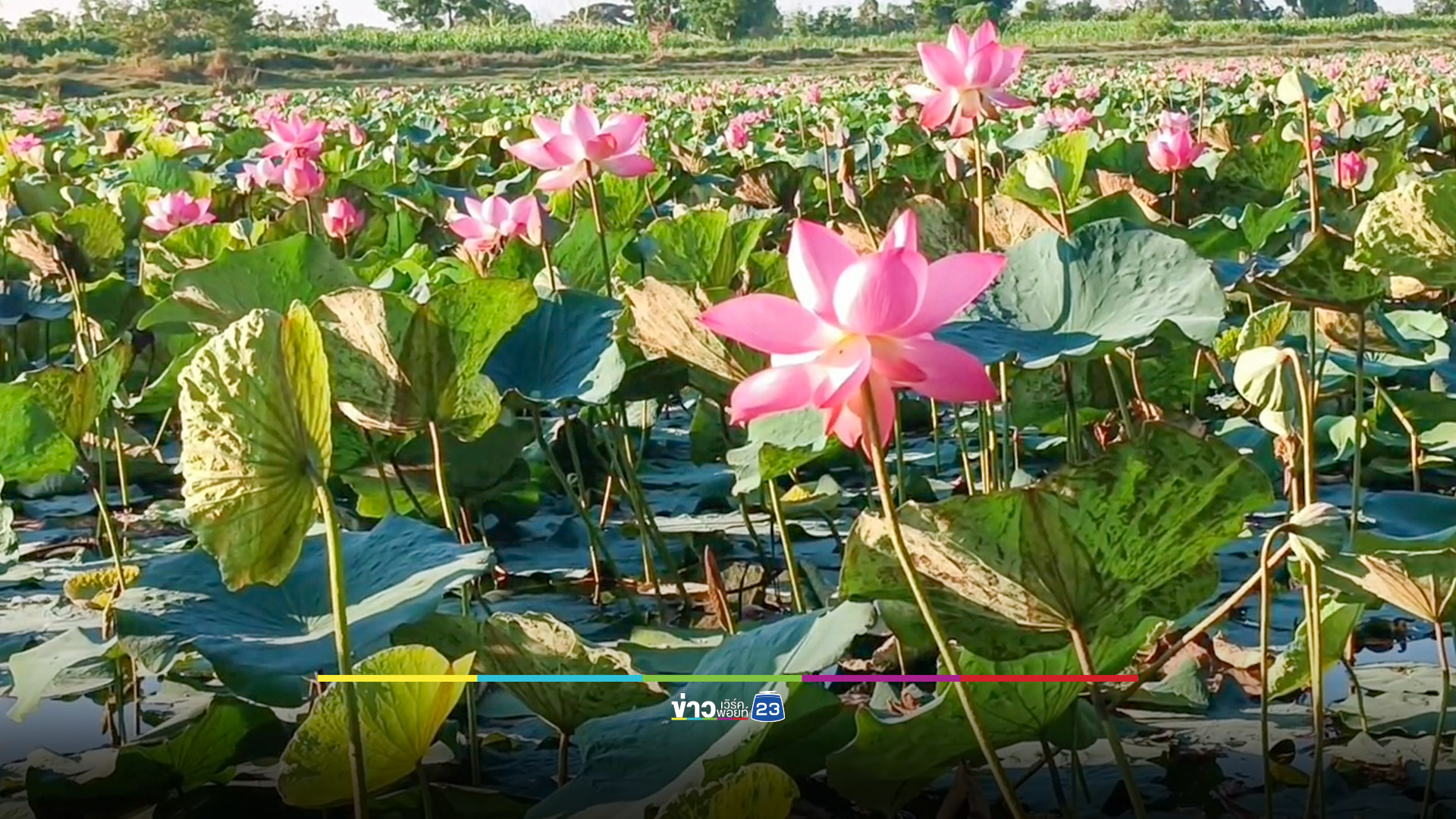 สุดอึ้ง! หนอนบุ้งบุกกินบัวหลวงบึงพระเมืองย่าโม รวดเดียว 150 ไร่