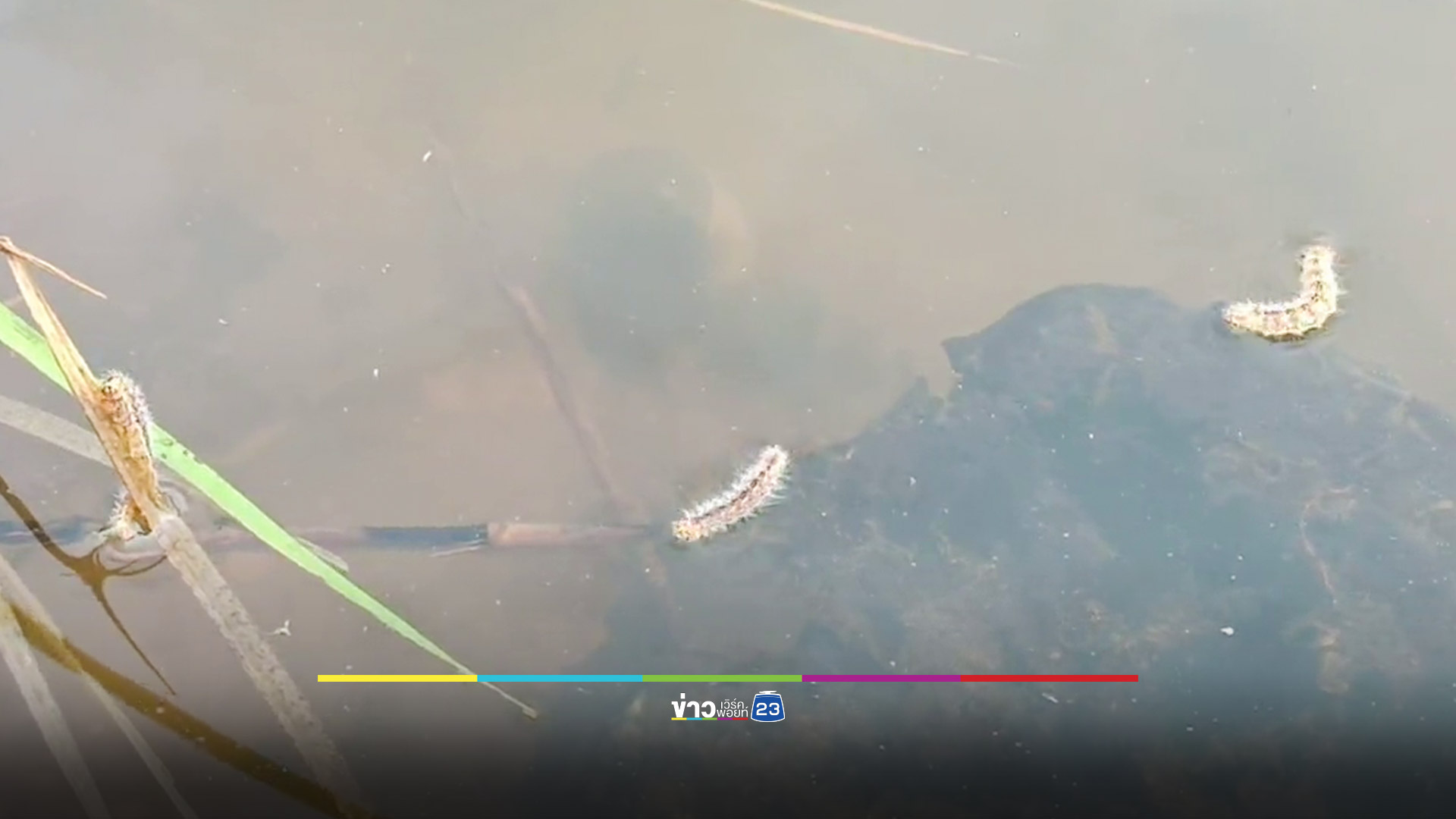 สุดอึ้ง! หนอนบุ้งบุกกินบัวหลวงบึงพระเมืองย่าโม รวดเดียว 150 ไร่