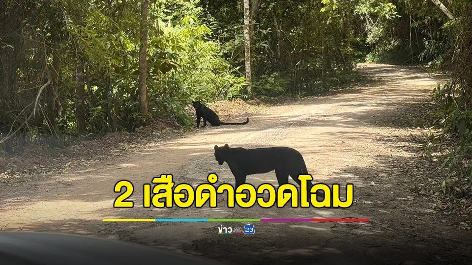 2 เสือดำอวดโฉมให้ นทท. ถ่ายรูป ที่อุทยานแห่งชาติแก่งกระจาน