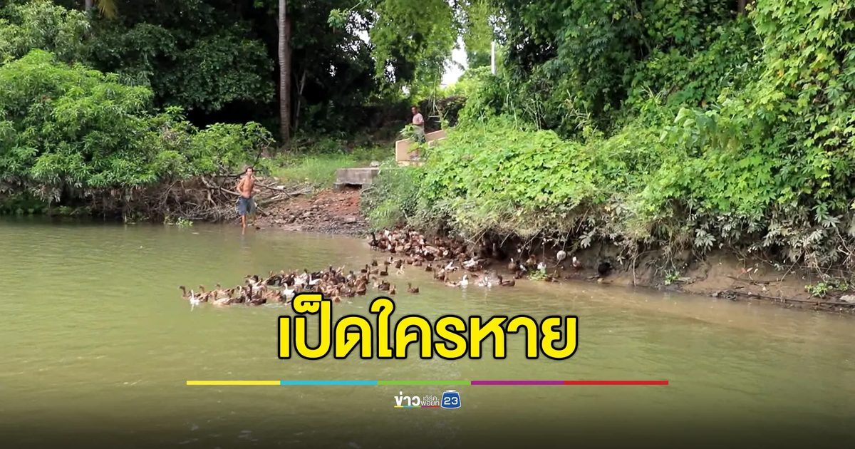 เป็ดใครหาย! พบเป็ดไล่ทุ่งนับร้อยลอยอยู่กลางแม่น้ำ