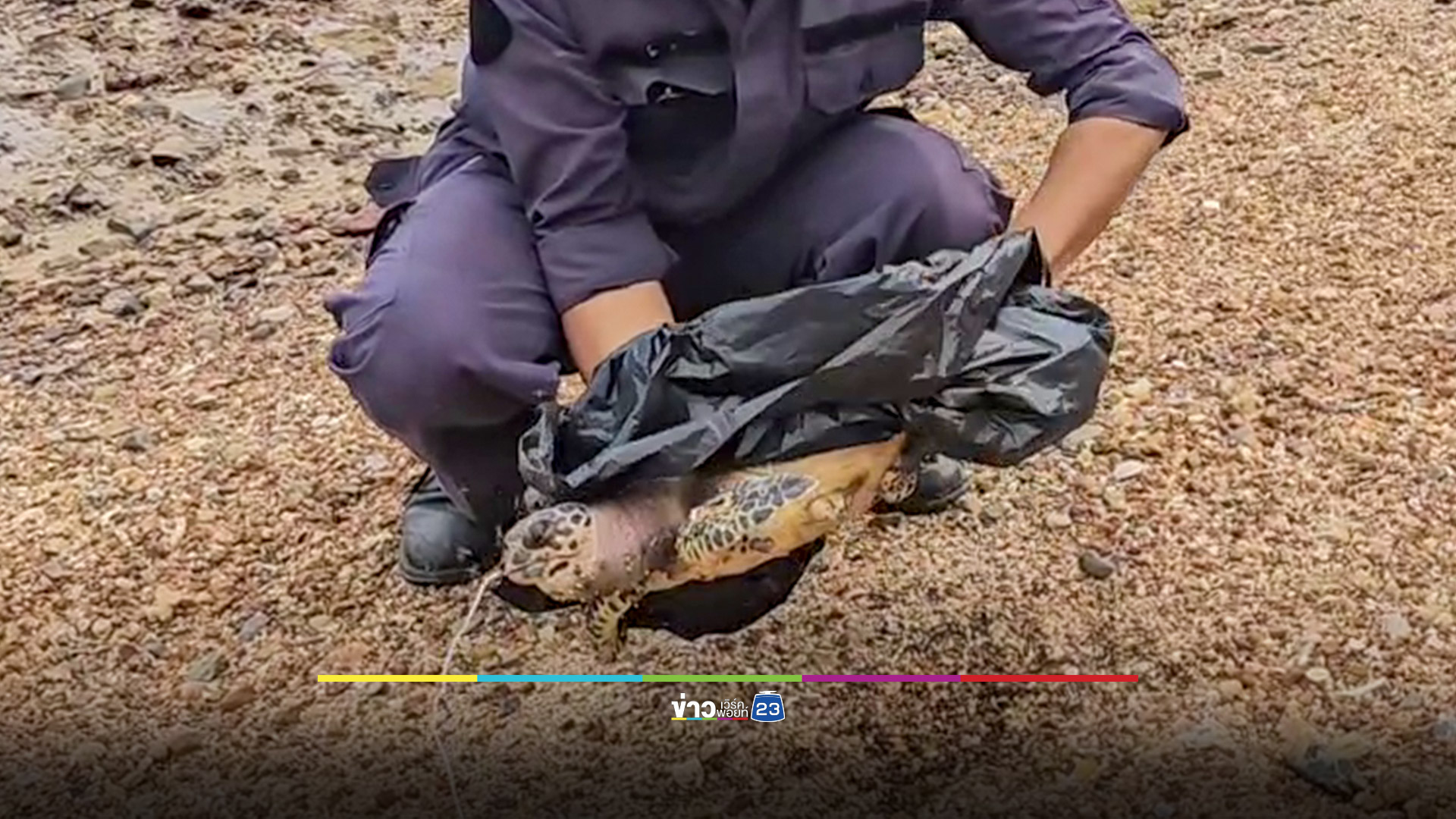 นทท.กู้ร่างเต่าทะเลตายเกยหาดแหลมม้าน้ำ
