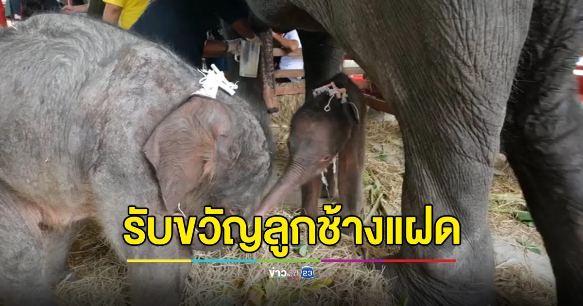 แห่รับขวัญ"ลูกช้างแฝด"อยุธยาฯ ดีใจเป็นช้างคู่บ้านคู่เมือง