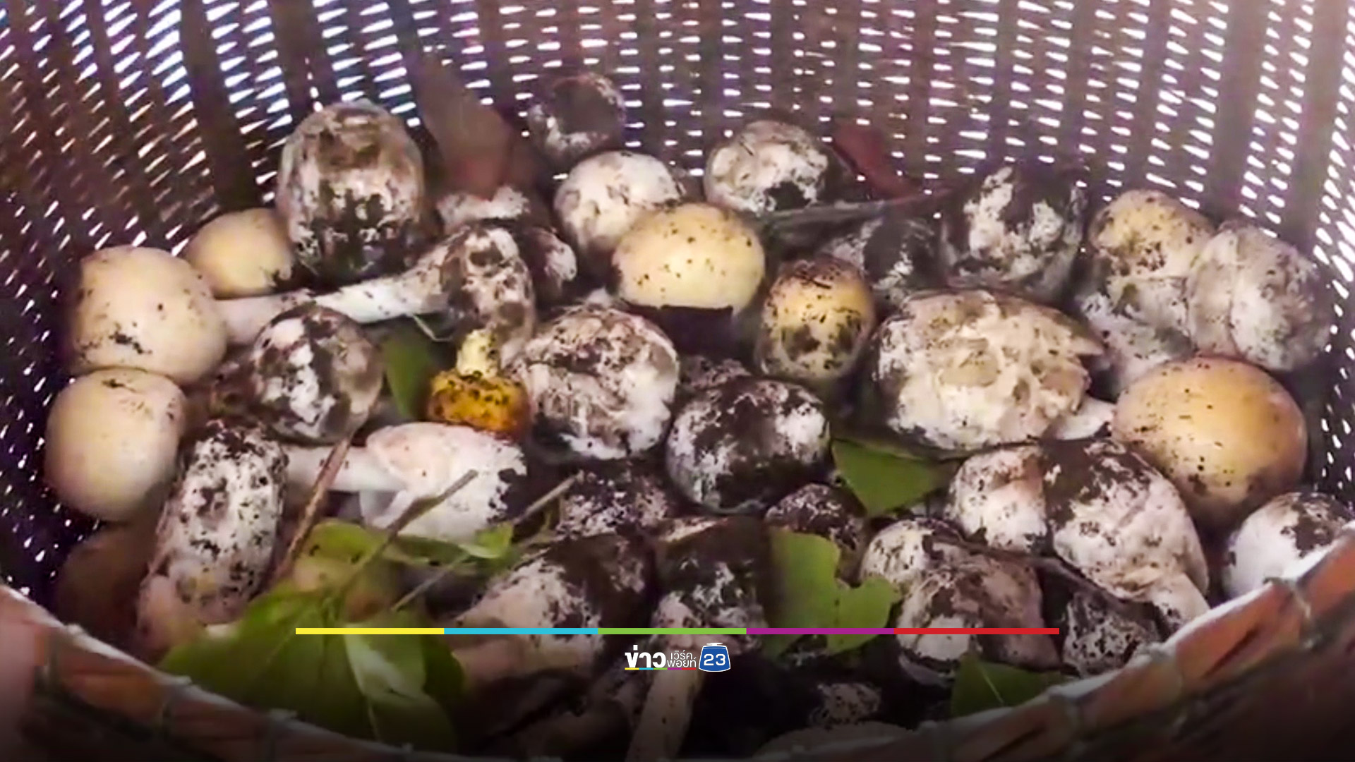 เตือนภัย! ชาวบ้านออกหาเก็บเห็ดป่า พลาดกินพิษหวิดดับ 8 ราย