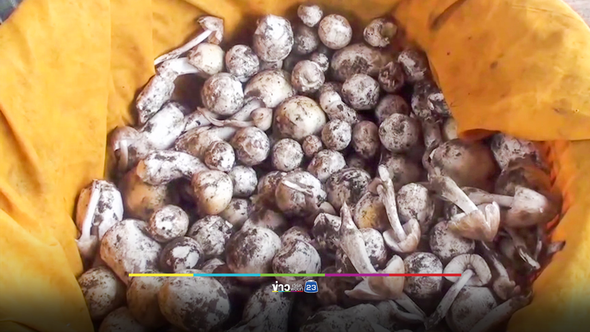 เตือนภัย! ชาวบ้านออกหาเก็บเห็ดป่า พลาดกินพิษหวิดดับ 8 ราย