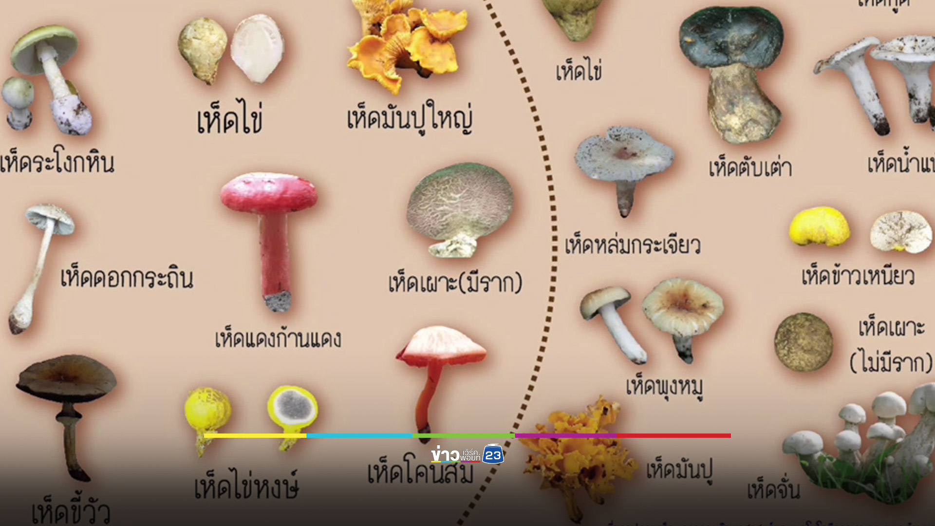 เตือนภัย! ชาวบ้านออกหาเก็บเห็ดป่า พลาดกินพิษหวิดดับ 8 ราย