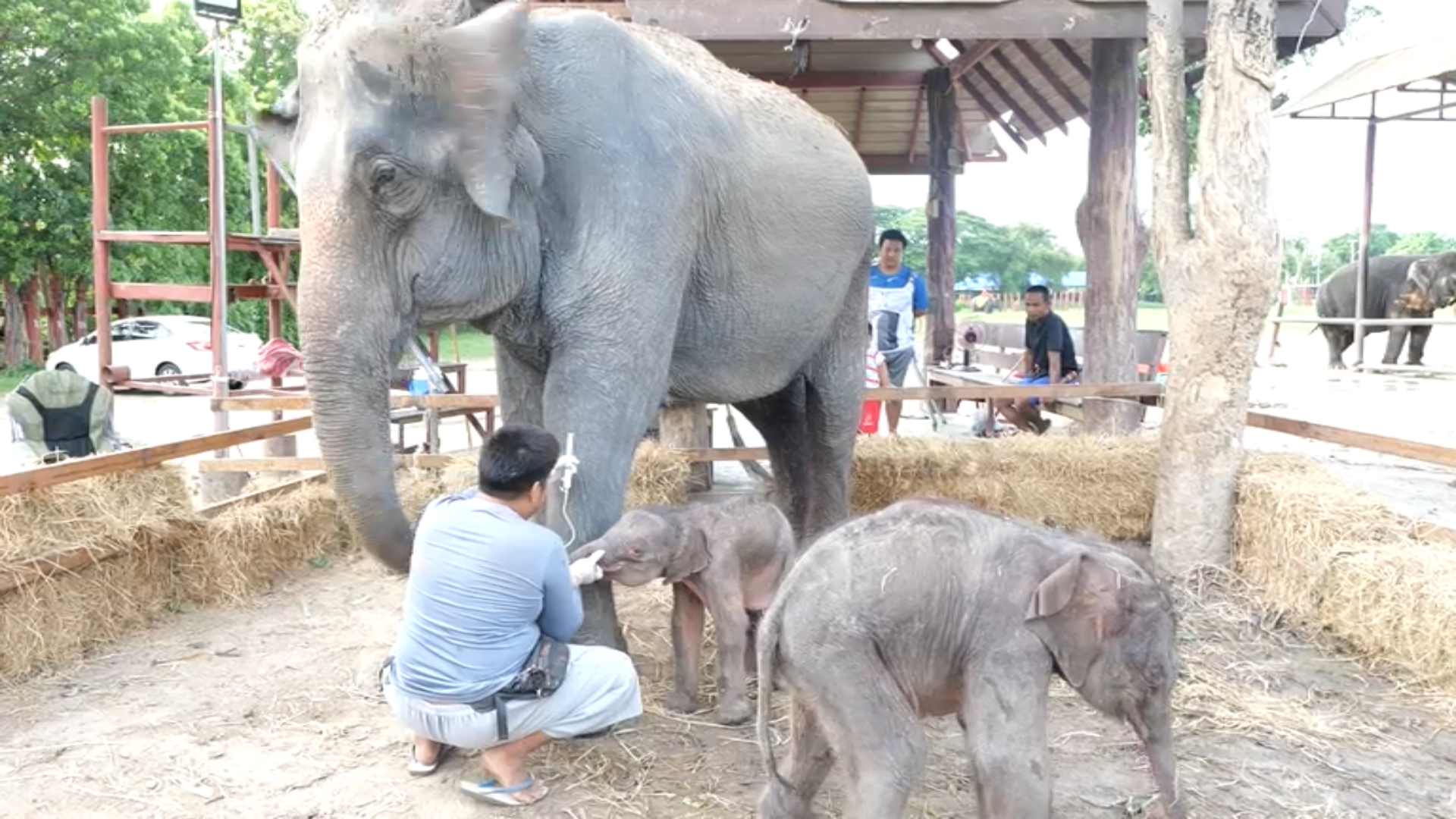 "ช้างแฝด"เพศผู้ - เมีย คู่แรกของไทย มีลุ้นเป็นช้างเผือก