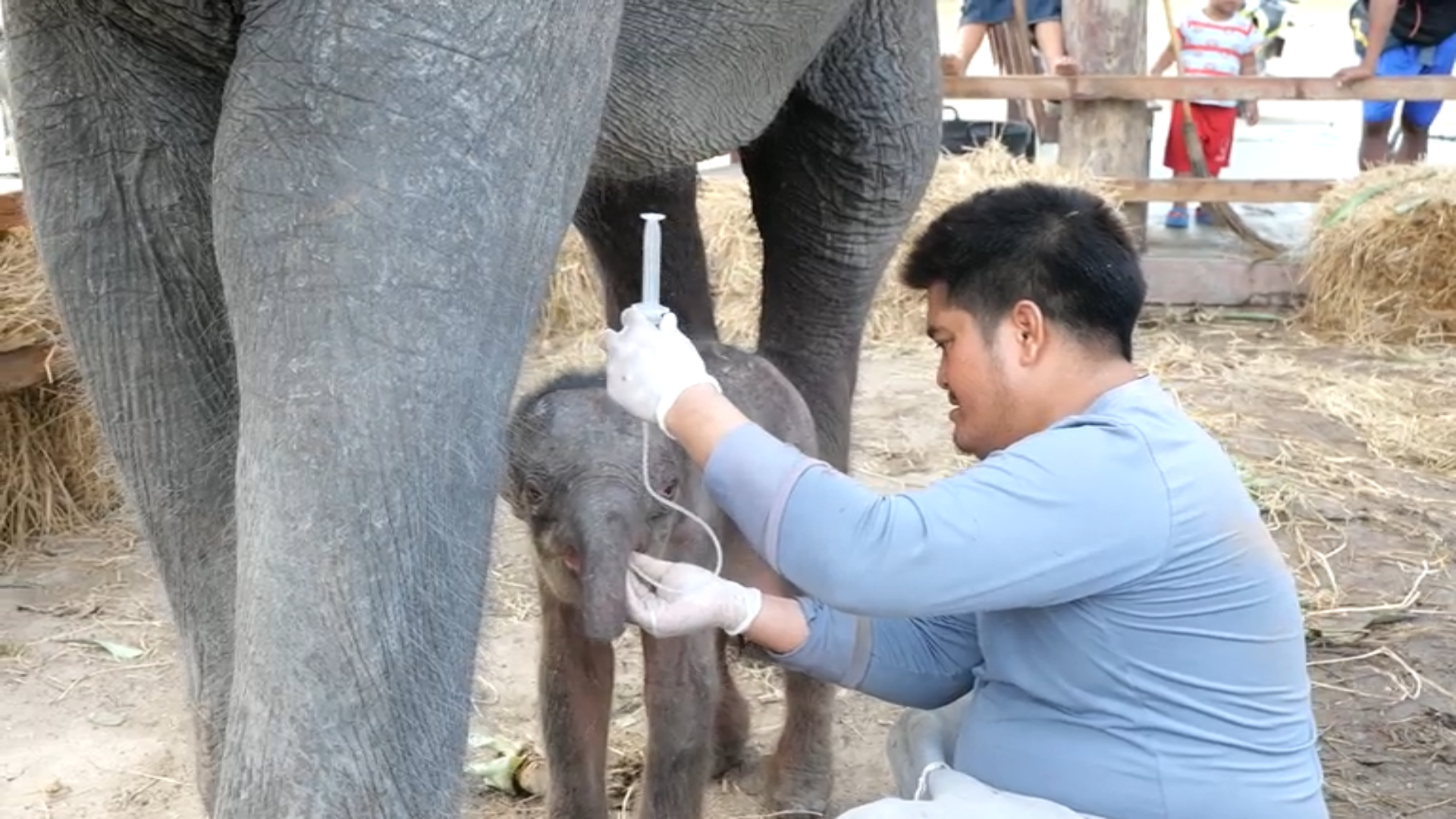 "ช้างแฝด"เพศผู้ - เมีย คู่แรกของไทย มีลุ้นเป็นช้างเผือก