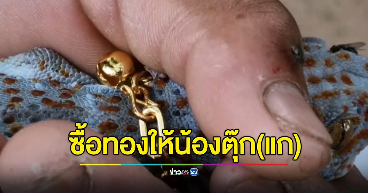 ซื้อทองให้ตุ๊กแกใส่ หลังนำโชคเลขท้าย 14 ใบ