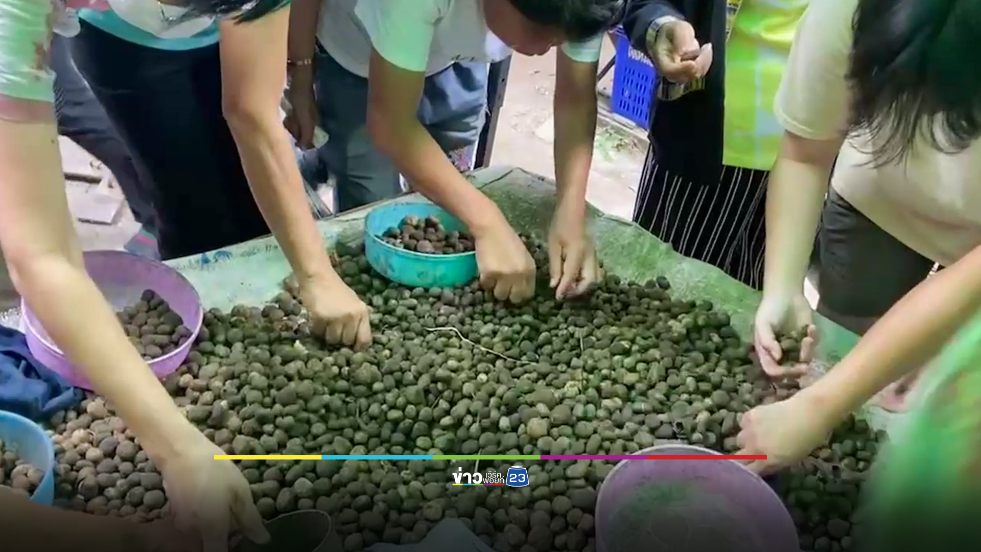 เห็ดเผาะออกเยอะช่วงสุดท้ายส่งผลราคาวูบจาก 800 เหลือ 250 บาทต่อ กก.