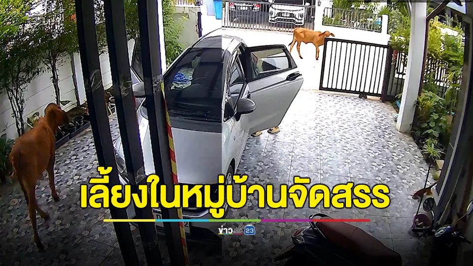 หัวจะปวด!!! เจ้าของบ้านในโครงการเลี้ยงวัวขี้เรี่ยราด