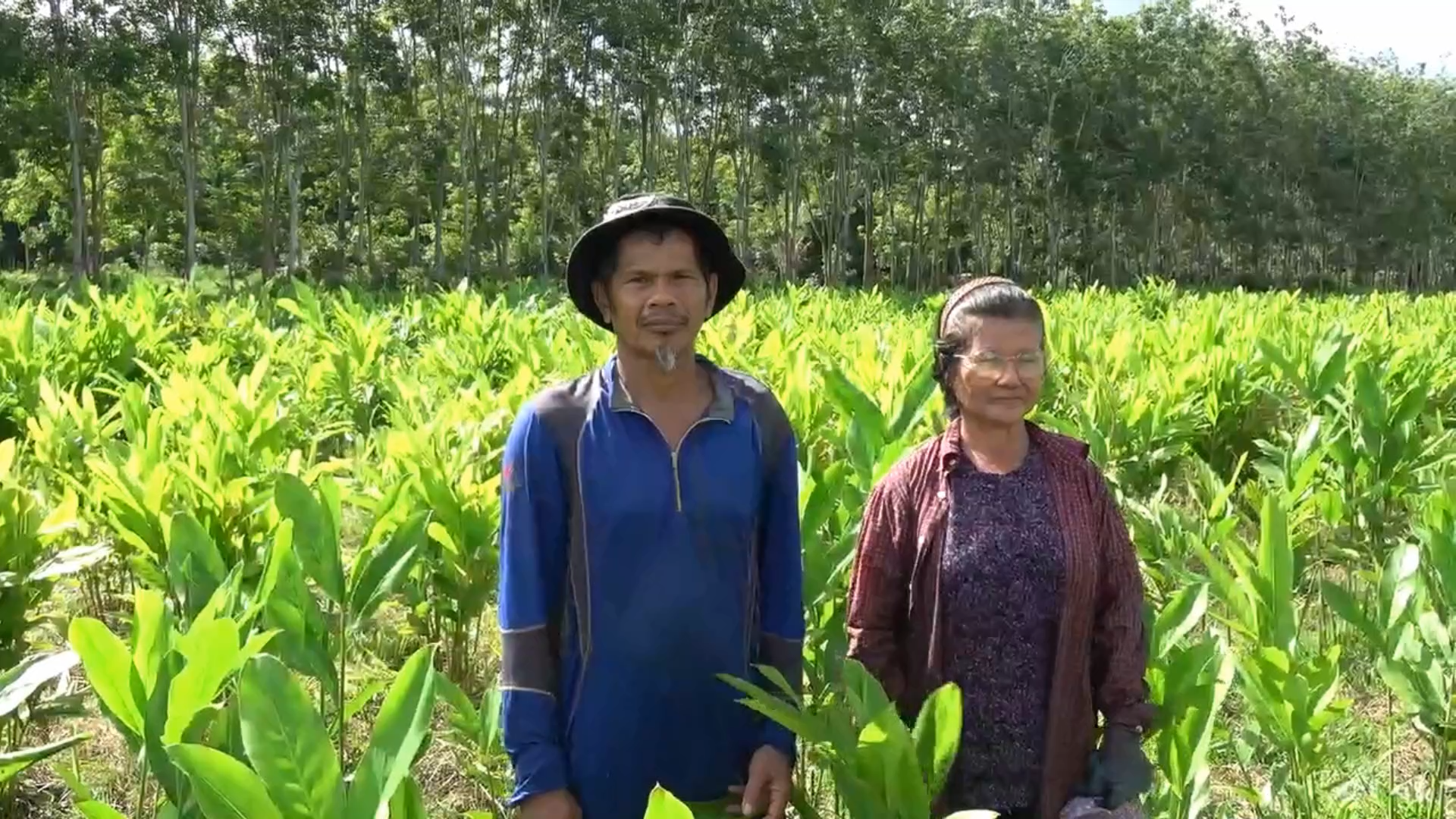 ปลูก"ข่าตาแดง"พลิกชีวิต สร้างรายได้สูงสุดเดือนละ 3 หมื่น