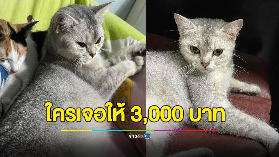 ประกาศ!!! ตามหาน้องผักโขม เจอให้ 3 พันบาท หายแถวบางกระเจ้า พระประแดง