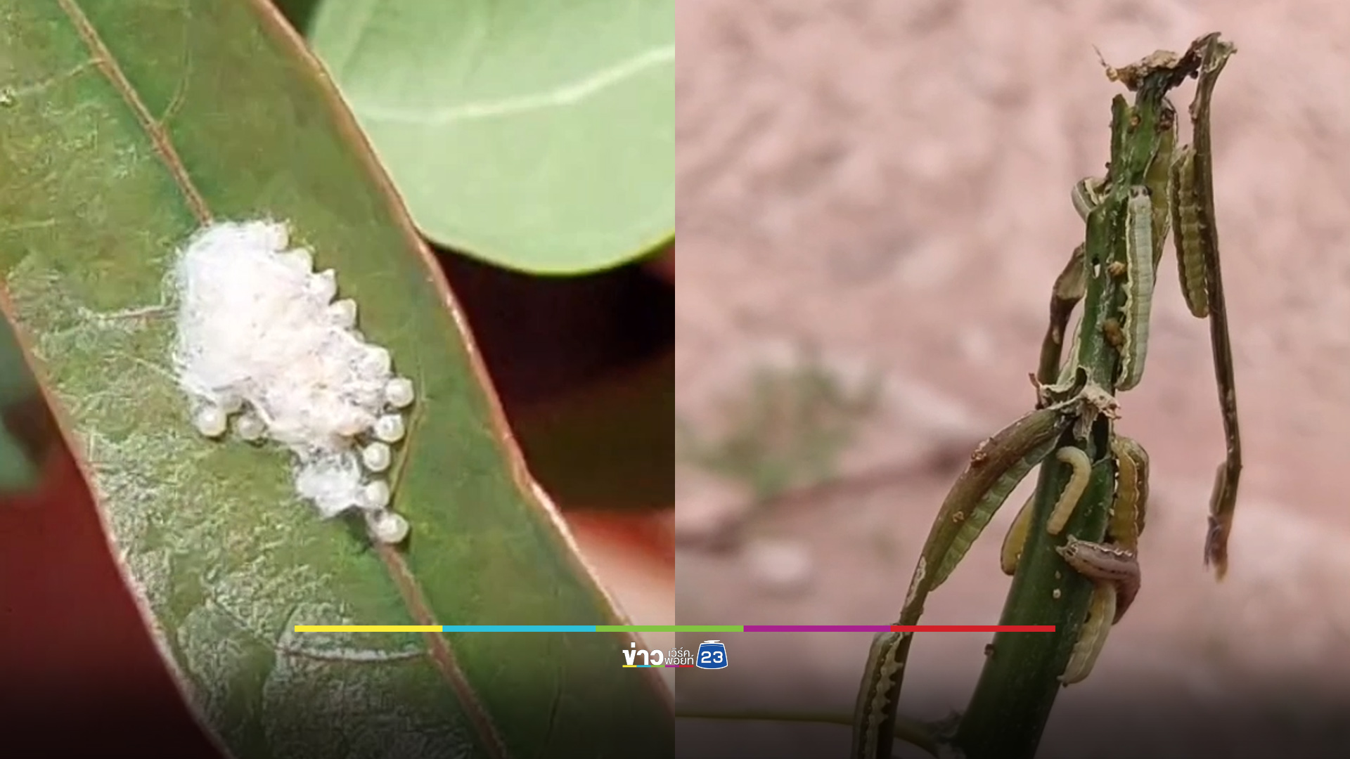 หนอนกระทู้หอมบุกไร่มัน ทำเสียหายเกือบ 1 หมื่นไร่