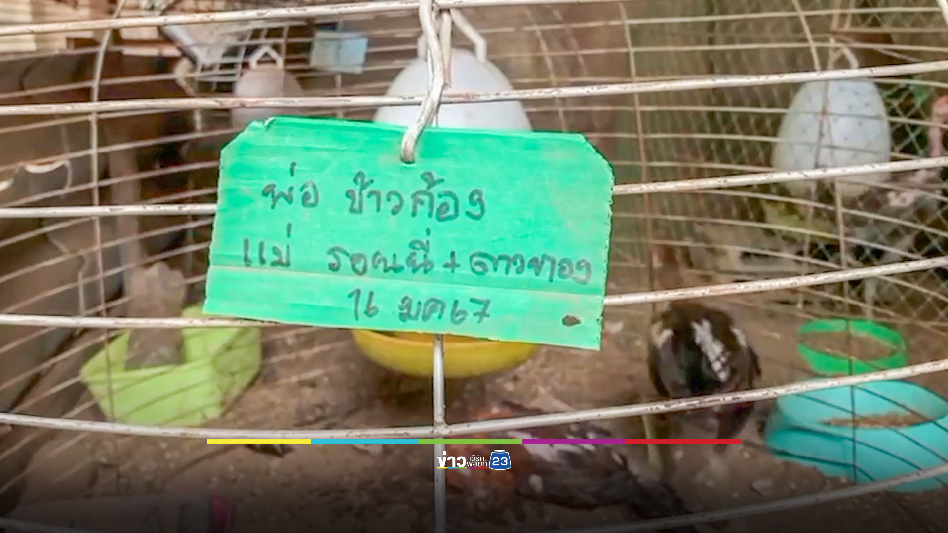 งูเหลือมเขมือบไก่ชนราคาหลักแสนคาเล้า อีกตัวราคา 8 หมื่นโดนรัดตาย