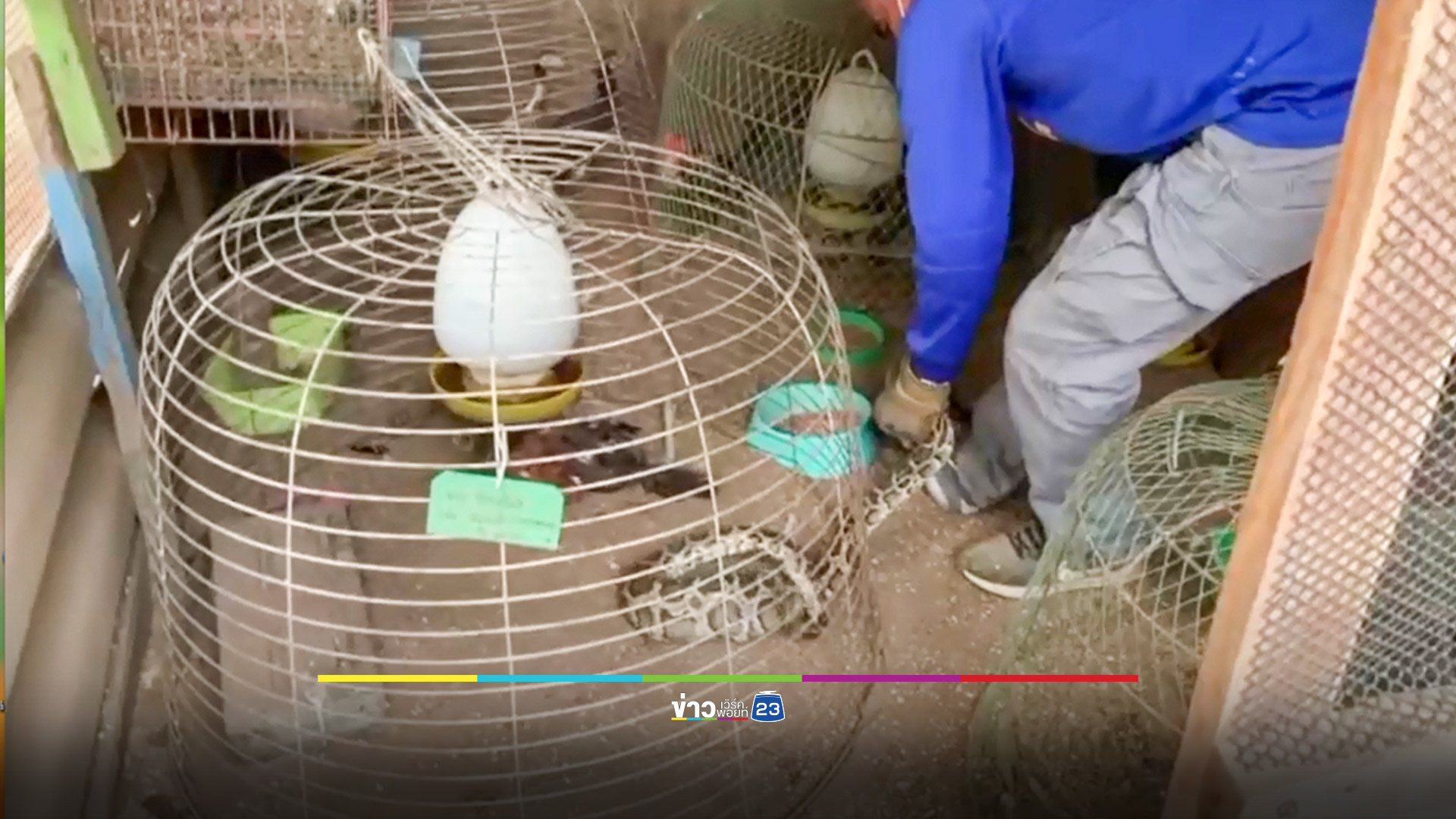 งูเหลือมเขมือบไก่ชนราคาหลักแสนคาเล้า อีกตัวราคา 8 หมื่นโดนรัดตาย