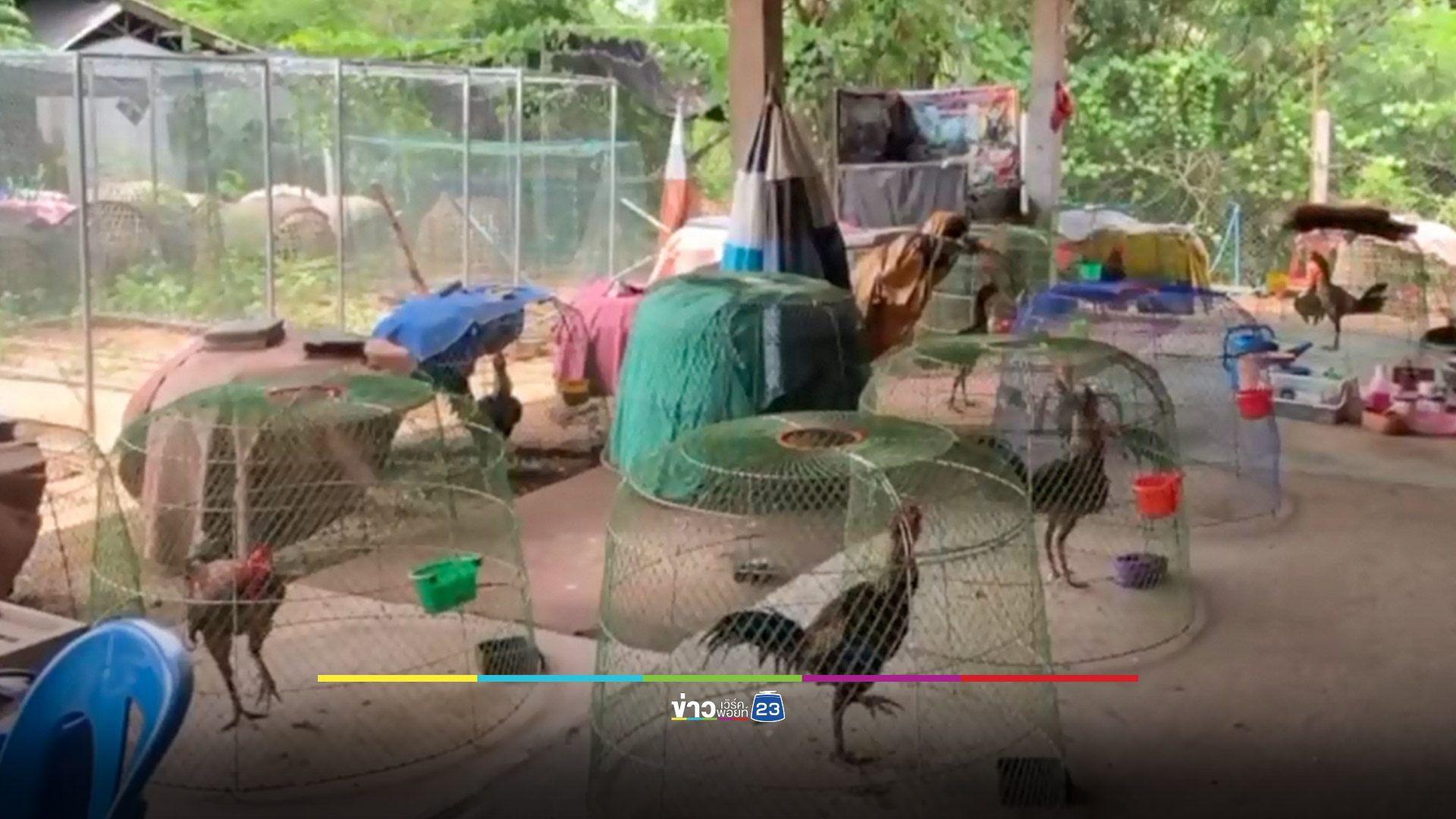 งูเหลือมเขมือบไก่ชนราคาหลักแสนคาเล้า อีกตัวราคา 8 หมื่นโดนรัดตาย