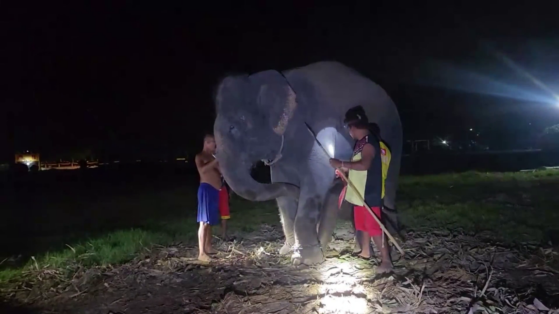 คลิปนาทีแม่ช้างพังการะเกดตกลูกกลางเพนียดหลวง