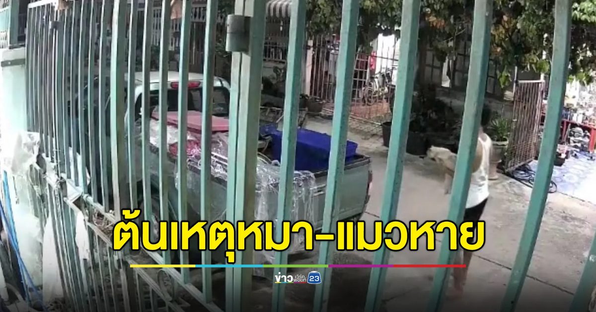 หมา-แมวหายยกหมู่บ้าน เปิดวงจรปิดเจอคนจับไปกิน