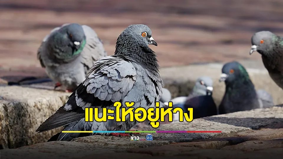 หมอมนูญ เผย หญิงวัย 52 เจอก้อนเล็กๆ พบเป็น "ปอดอักเสบ" ซักประวัติให้อาหารนกพิราบประจำ