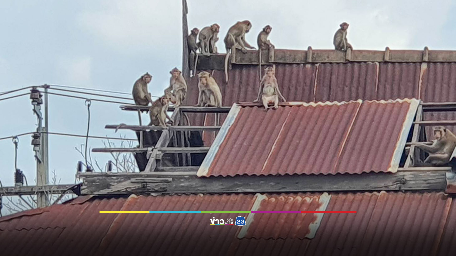 ระดม จนท.กว่า 50 นายดักจับลิงแหกกรงได้แล้วเกินครึ่ง
