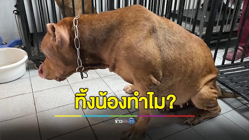 ทิ้งน้องทำไม? พิตบูลโดนทิ้งกลางเมืองหาดใหญ่ อ่อนเพลีย มีเห็บหมัดเต็มตัวดูดเลือด ซูบผอม
