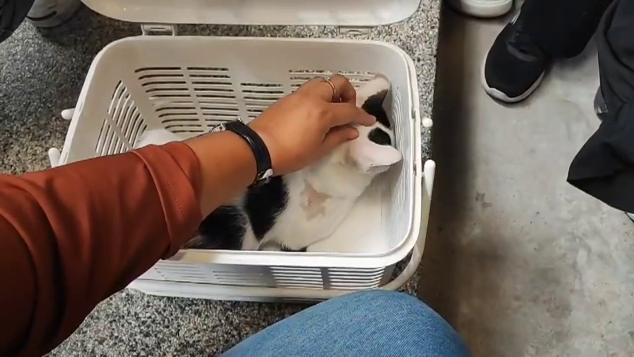 พ่อแซน 'ฆ่าตัดมือแฟนสาว' นำแมวและของใช้ผู้ตายมาคืน