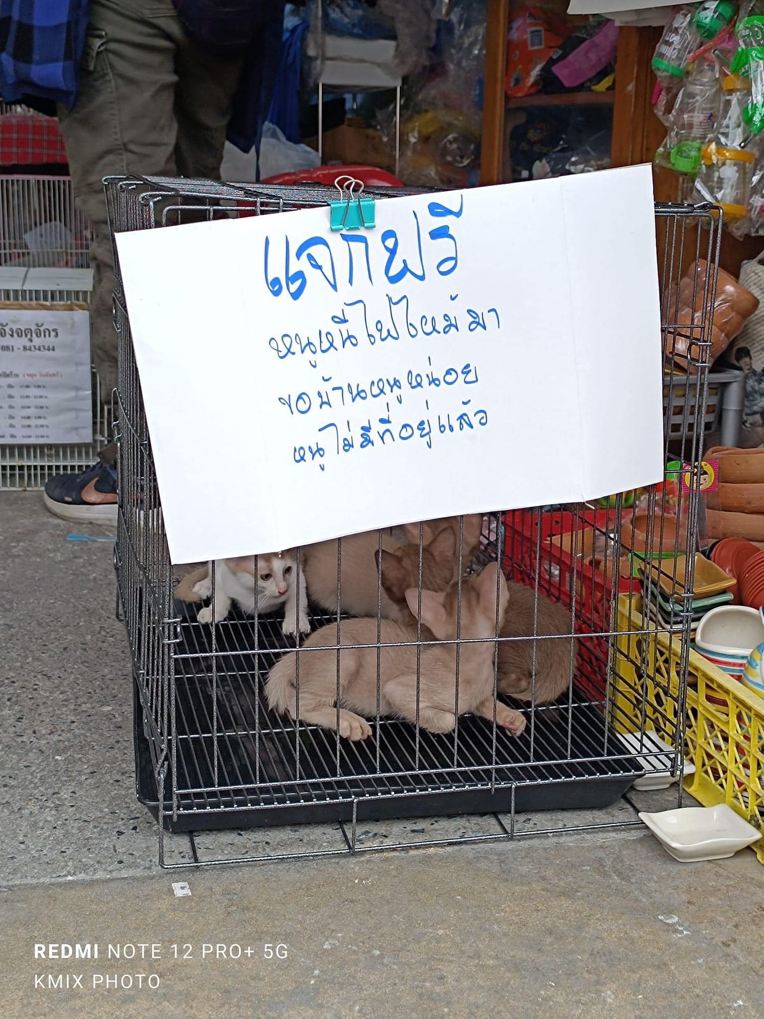 ตามหาผู้ใจบุญอุปถัมภ์ "แมว"หนีตาย ไฟไหม้ตลาดจตุจักร