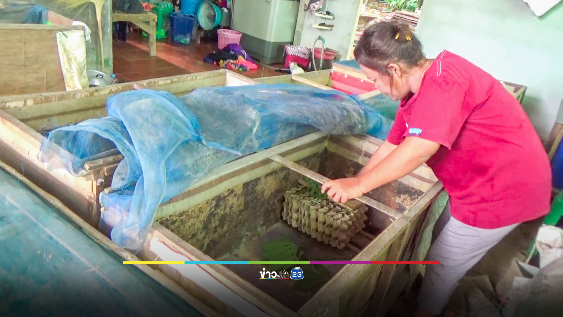 หญิงชาวสวนยางพาราเลี้ยงแมงสะดิ้งสร้างรายได้เสริม