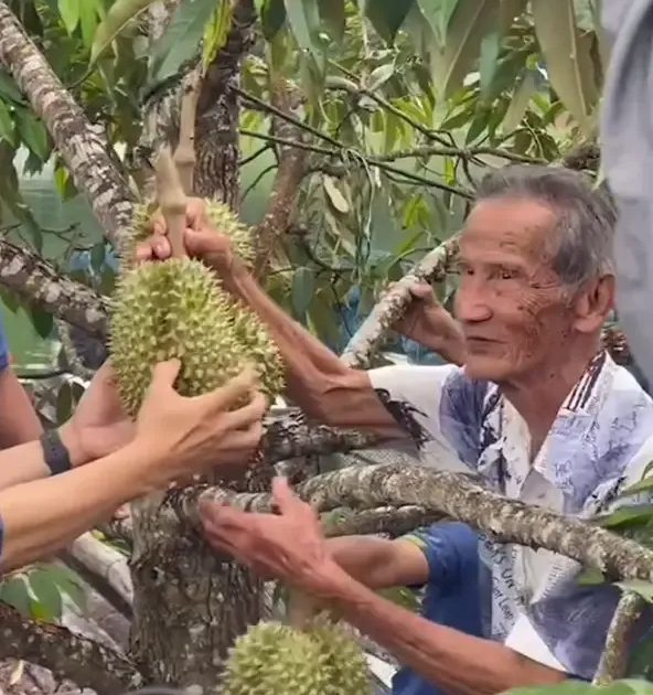 คุณตาวัย 80 ปี ปลูกทุเรียนลอยแพต้นแรกของไทย