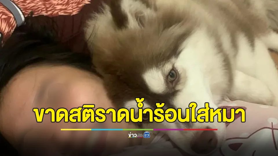 โซเชียลแชร์ เจ้าของทำร้ายหมาไซบีเรียน น้ำร้อนราด