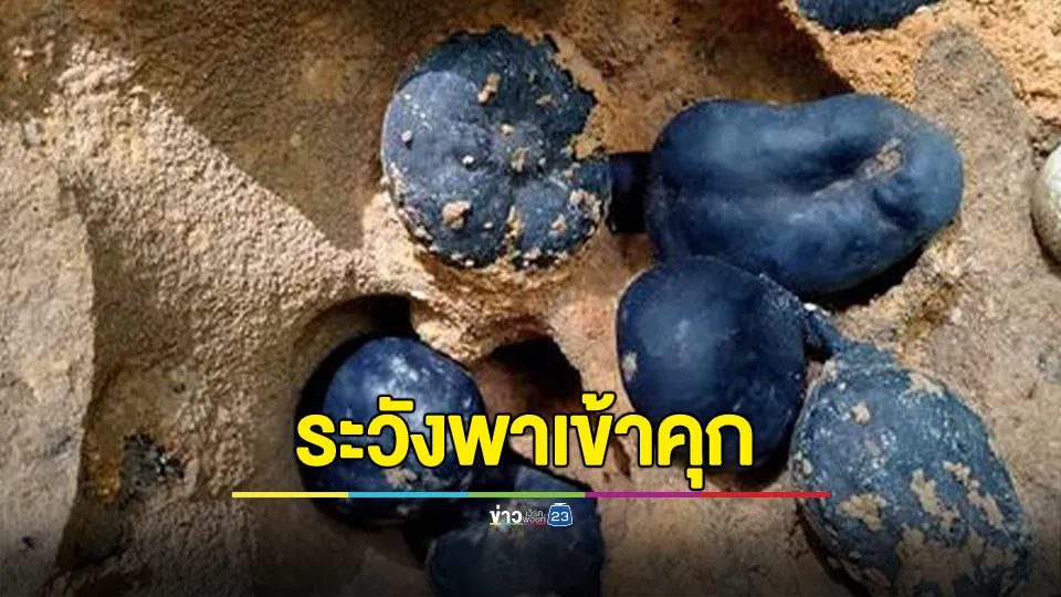 เตือน!!! "เห็ดน้ำเต้าดิน" พาเข้าคุก