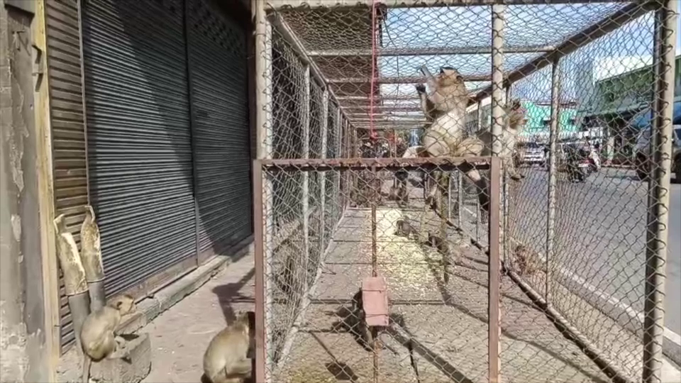 ปฏิบัติการปิดเมืองจับลิงลพบุรีรวบแล้วครึ่งพัน