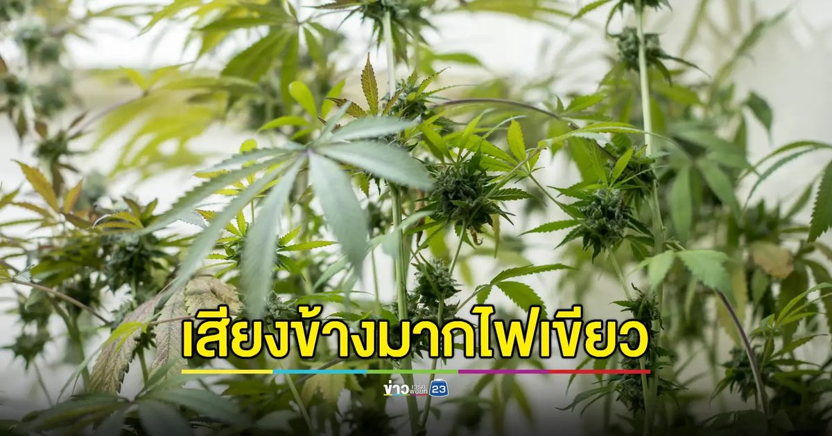บอร์ดยาฯมีมติชง "กัญชา-กัญชง" กลับบัญชียาเสพติด