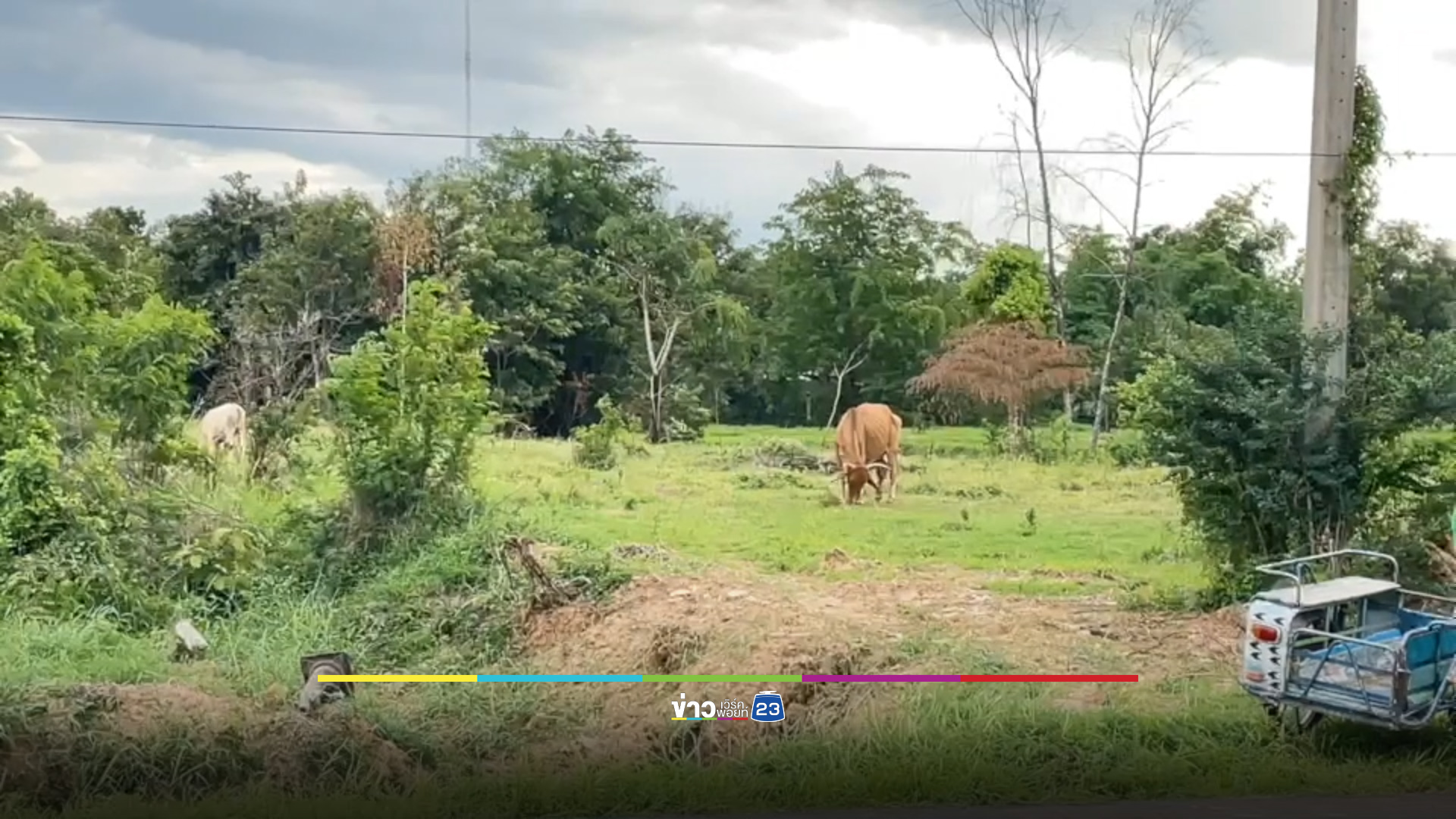 สลด ชายชราวิ่งตามวัวข้ามถนน ถูกชนดับคาที่