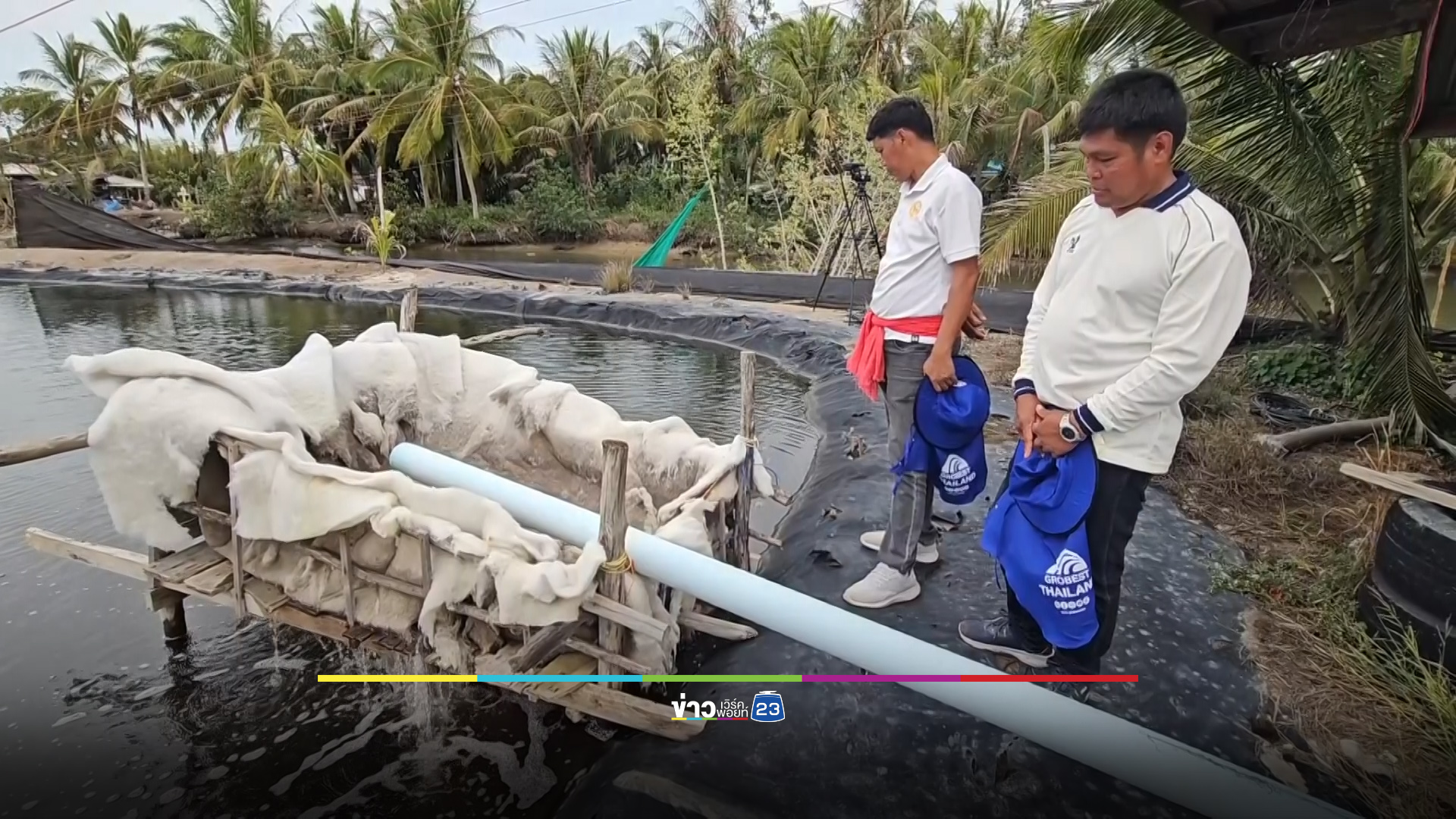 เตือนนากุ้งระวังไข่ปลาหมอคางดำ - ใช้กะพงช่วยยังไม่เห็นผล