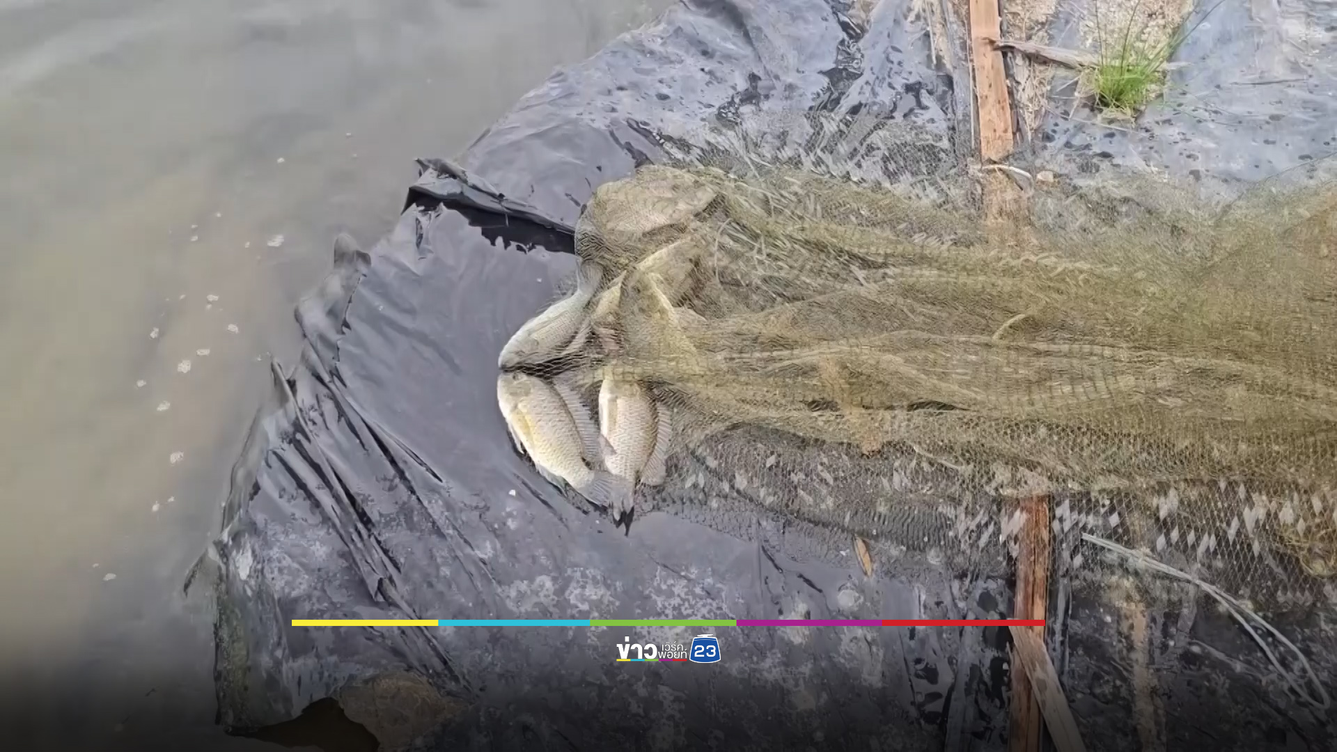 เตือนนากุ้งระวังไข่ปลาหมอคางดำ - ใช้กะพงช่วยยังไม่เห็นผล