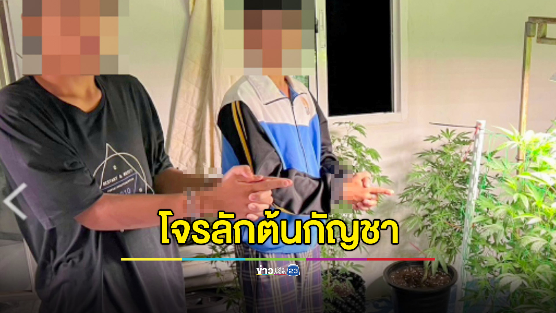 จับยกแก๊งย่องขโมยกัญชาในโรงเรือน