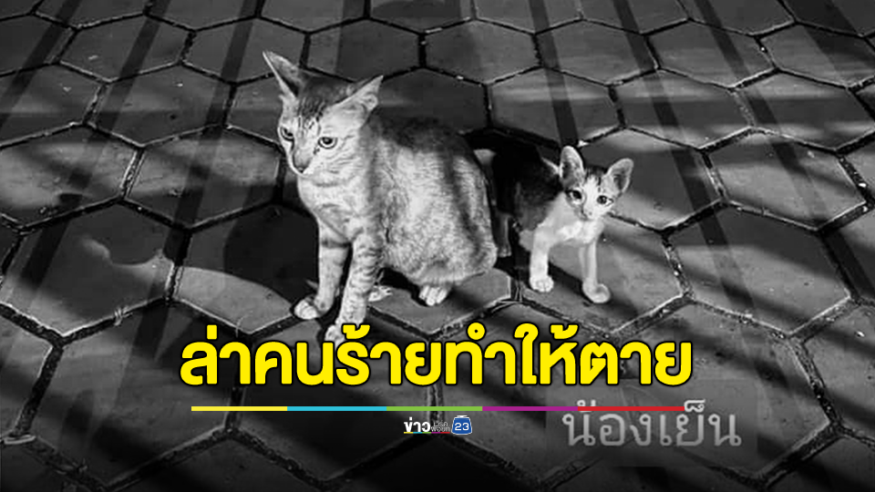โซเชียลตามล่า! ชาวต่างชาติ 2 คน คาดถีบแมว ลากกระเป๋าเดินทางทับตาย