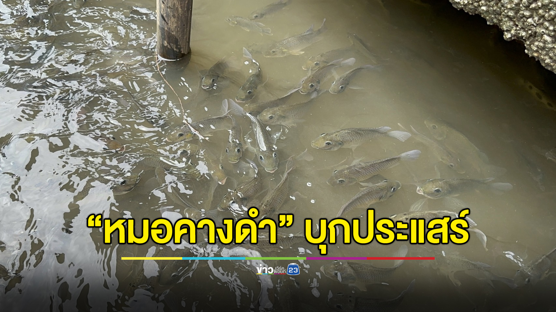 ปลาหมอคางดำบุกปากน้ำประแสร์ ชาวบ้านวอนเร่งจัดการ